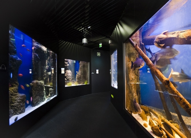 Pasillo del acuario.jpg